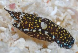 A tiny (4 mm) sea slug, Chelidonura berolina, that I phot... by Jim Chambers 